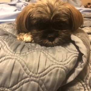 Meet your Posher, Isabel